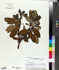 Arbutus xalapensis image