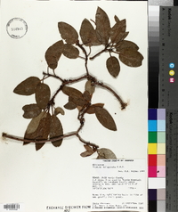 Arbutus xalapensis image