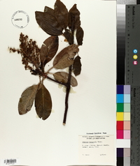 Arbutus menziesii image