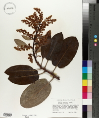 Arbutus menziesii image