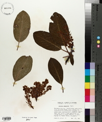 Arbutus menziesii image