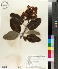 Arbutus menziesii image