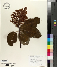 Arbutus menziesii image