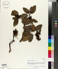 Arbutus xalapensis image