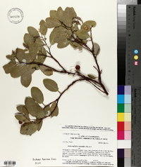 Arctostaphylos mewukka image