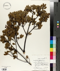 Arctostaphylos manzanita image