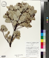 Arctostaphylos glauca image