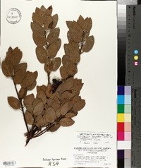 Arctostaphylos glandulosa subsp. glandulosa image
