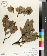 Arctostaphylos glandulosa image