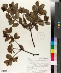 Arctostaphylos columbiana image