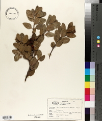 Arctostaphylos columbiana image