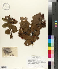 Arctostaphylos columbiana image