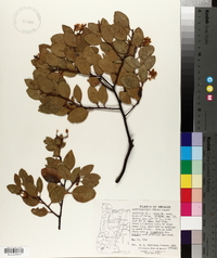 Arctostaphylos cinerea image