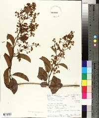 Tetracera sarmentosa image