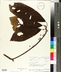 Saurauia roxburghii image