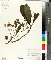 Saurauia pedunculata image