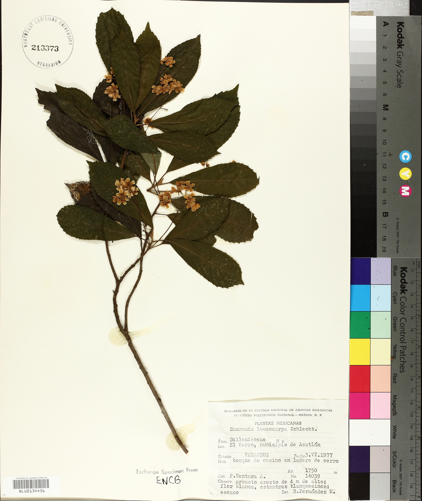 Saurauia leucocarpa image