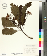 Saurauia laevigata image