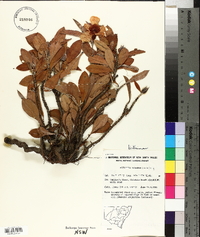 Hibbertia scandens image