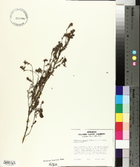 Hibbertia riparia image