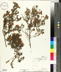 Hibbertia hypericoides image