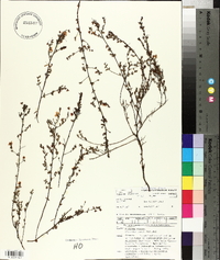 Hibbertia empetrifolia image