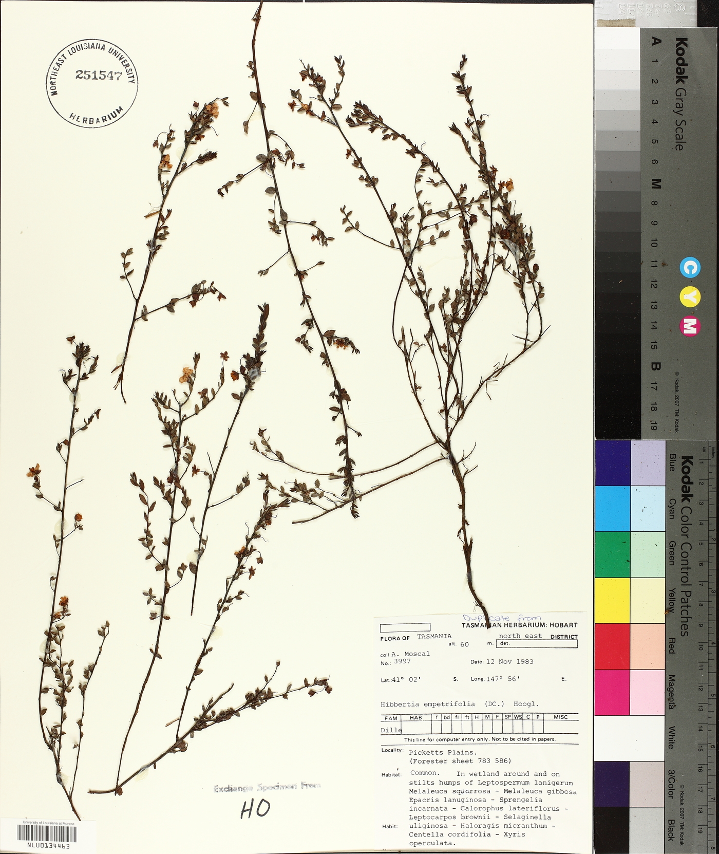 Hibbertia empetrifolia image