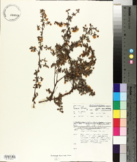 Hibbertia empetrifolia image