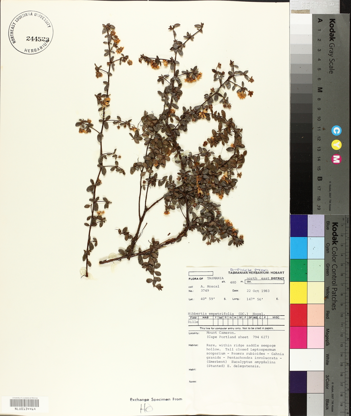 Hibbertia empetrifolia image