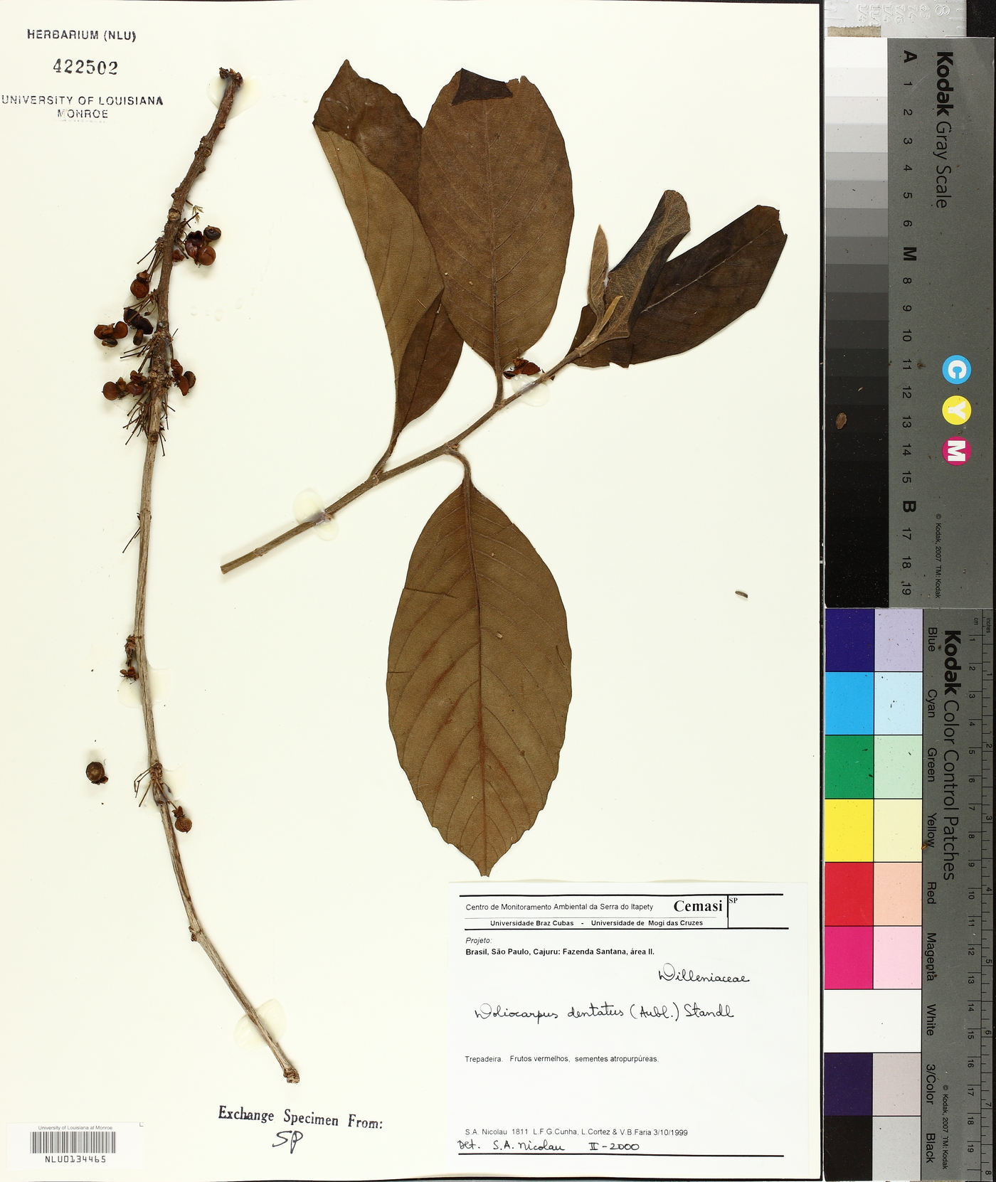 Doliocarpus dentatus image