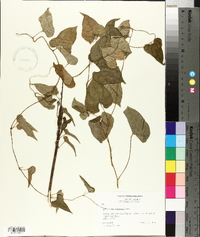 Dioscorea polystachya image