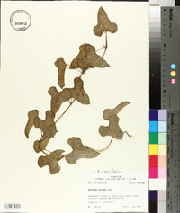 Dioscorea oppositifolia image