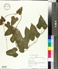 Dioscorea oppositifolia image