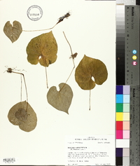 Dioscorea oppositifolia image