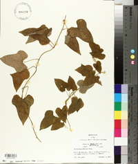 Dioscorea polystachya image