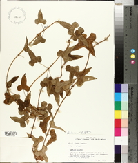 Dioscorea polystachya image