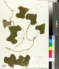 Dioscorea polystachya image