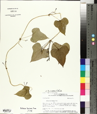 Dioscorea oppositifolia image