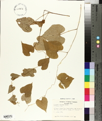 Dioscorea polystachya image