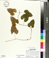 Dioscorea oppositifolia image