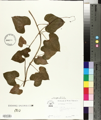 Dioscorea oppositifolia image