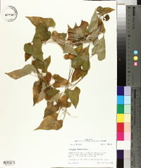 Dioscorea oppositifolia image