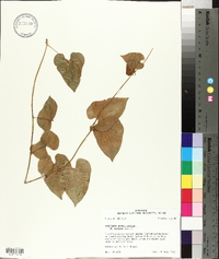 Dioscorea oppositifolia image