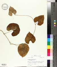 Dioscorea oppositifolia image