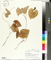 Dioscorea polystachya image