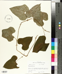 Dioscorea polystachya image