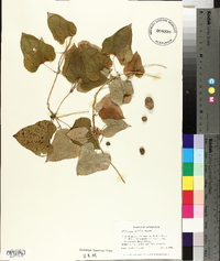 Dioscorea polystachya image