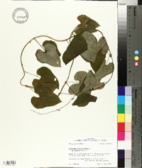 Dioscorea oppositifolia image