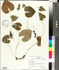 Dioscorea oppositifolia image