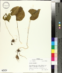 Dioscorea bulbifera image